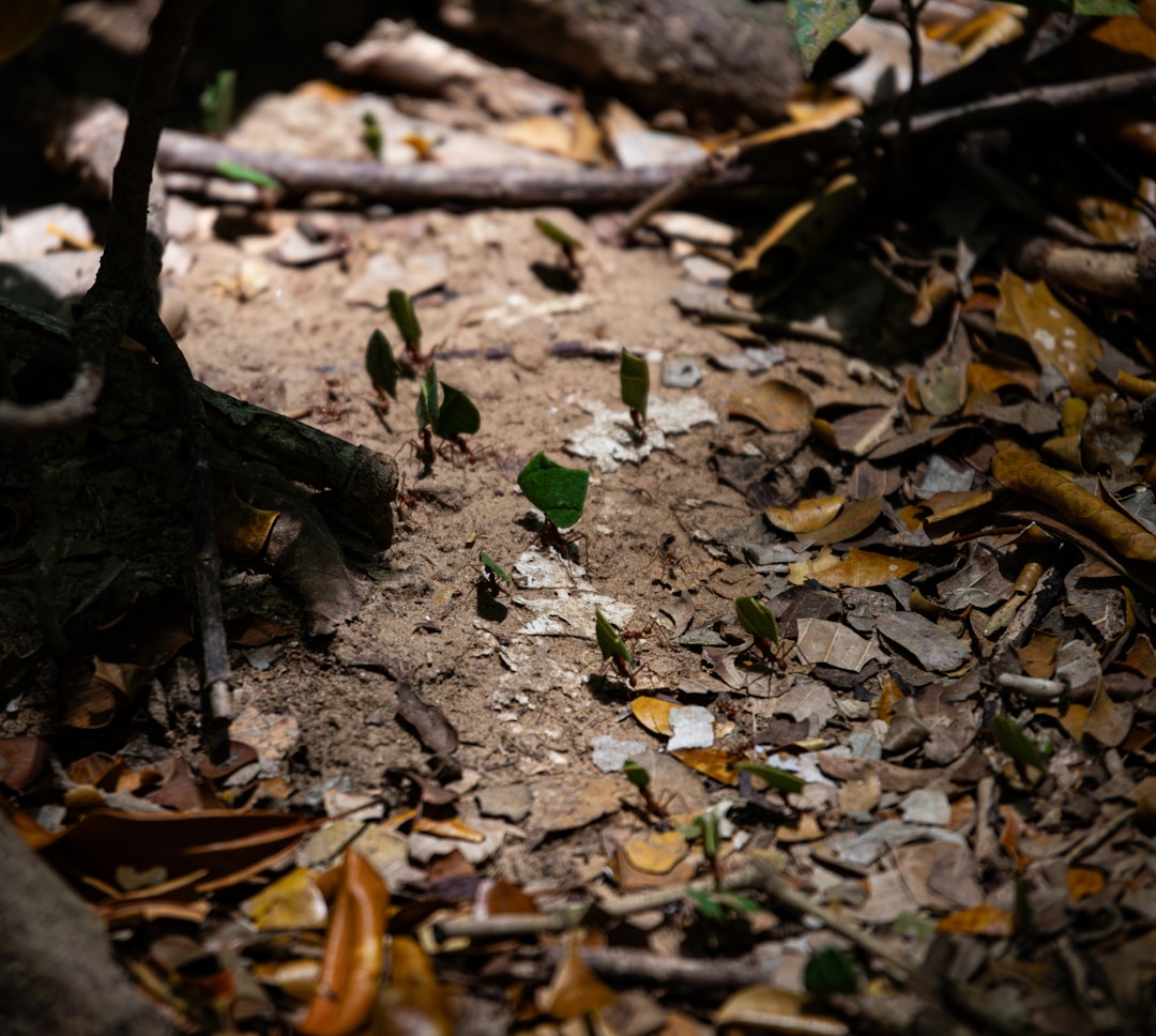 A colony of leafcutter ants is industriously at work on the forest floor, carrying fragments of leaves back to their nest. They create a distinct trail through the dry leaves and soil, showcasing their role as ecological engineers in their habitat.