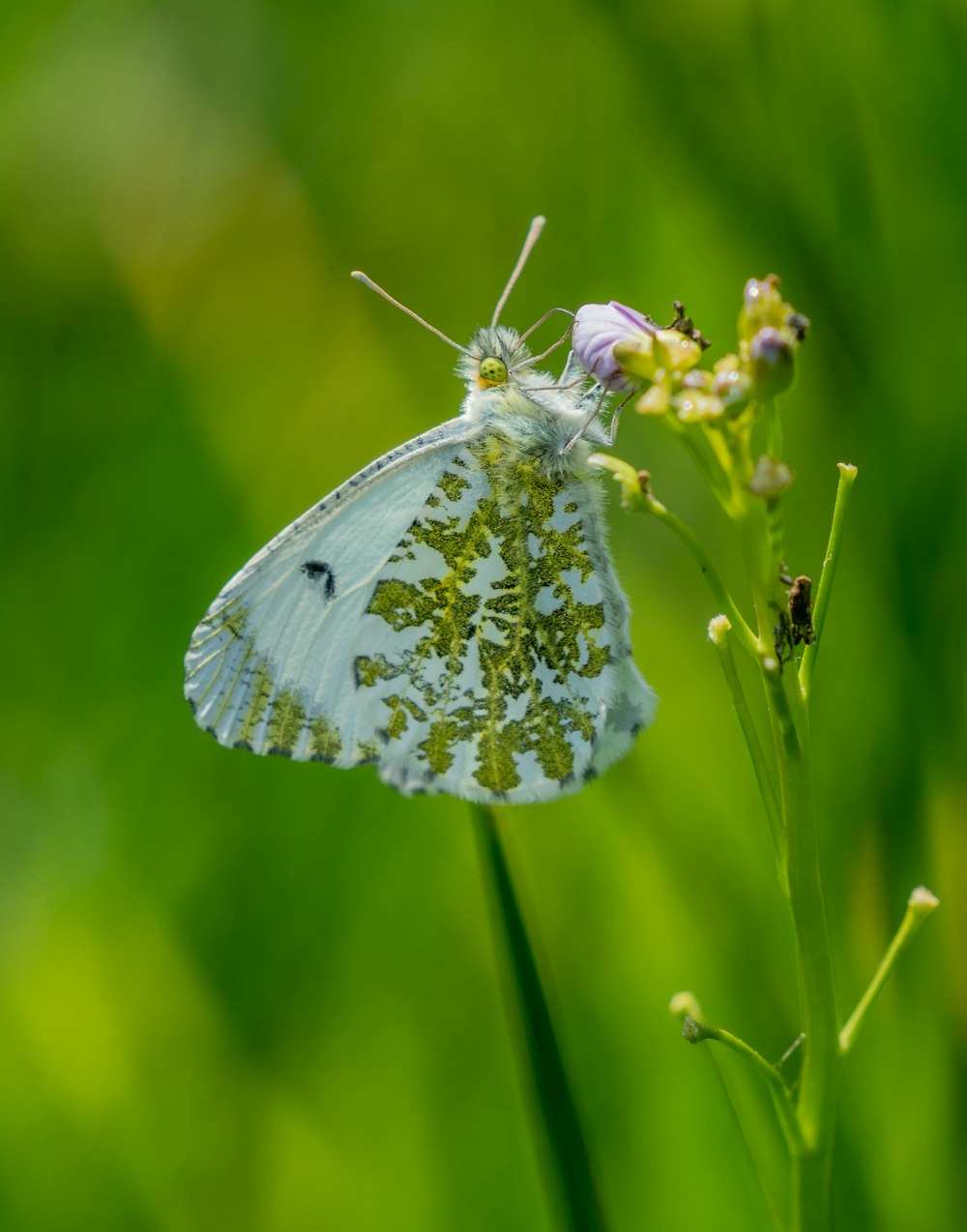 a white butterfly sitting on top of a green plant