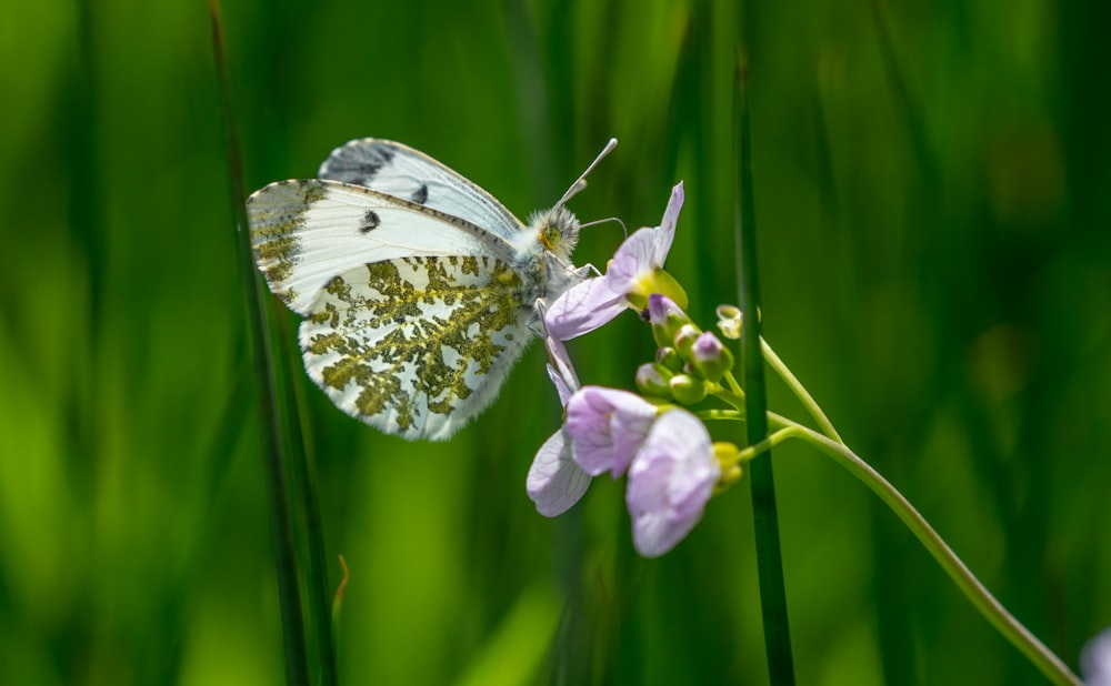 a white butterfly sitting on top of a purple flower