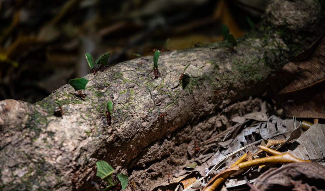 A colony of leafcutter ants is industriously at work on the forest floor, carrying fragments of leaves back to their nest. They create a distinct trail through the dry leaves and soil, showcasing their role as ecological engineers in their habitat.