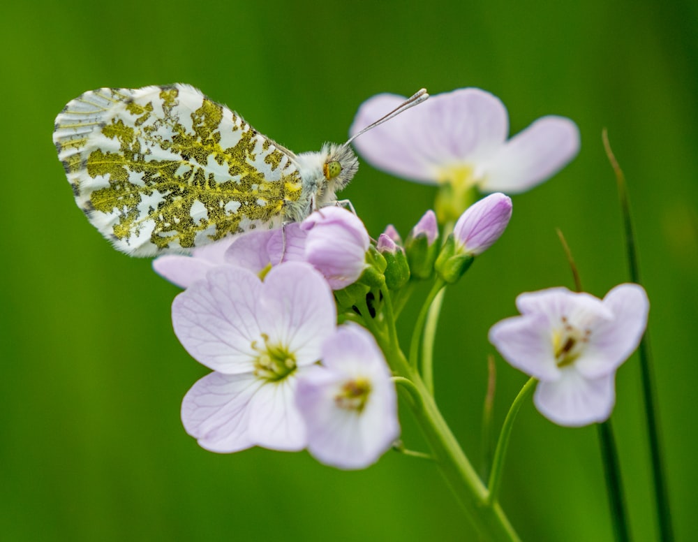 a white and yellow butterfly sitting on a pink flower