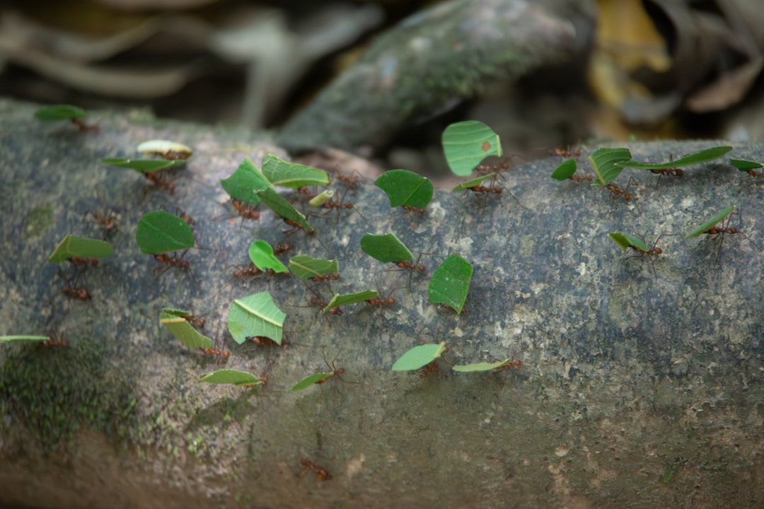 A colony of leafcutter ants is industriously at work on the forest floor, carrying fragments of leaves back to their nest. They create a distinct trail through the dry leaves and soil, showcasing their role as ecological engineers in their habitat.