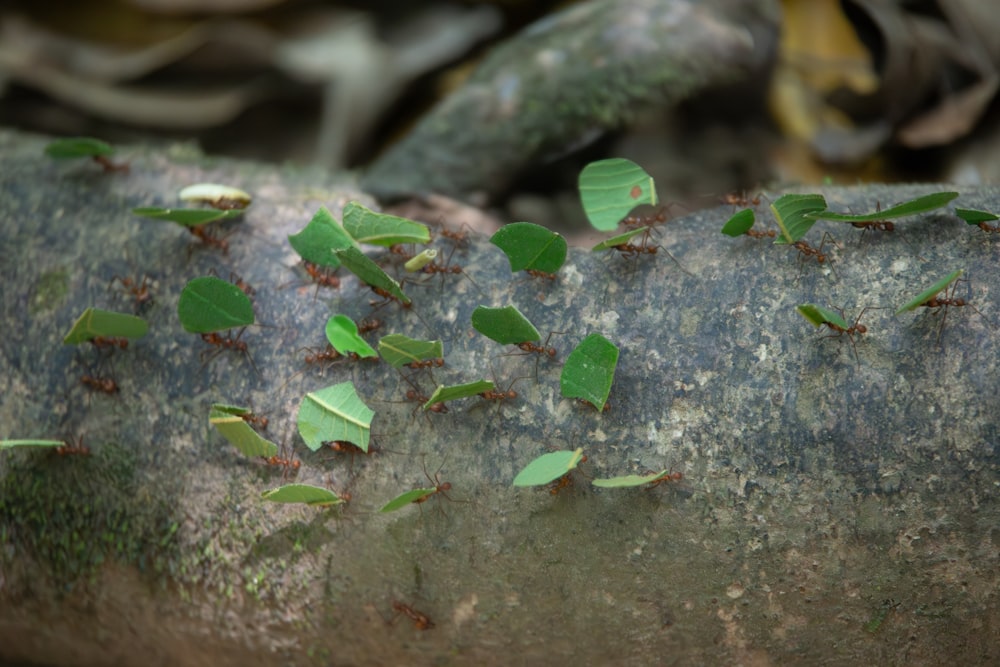 a group of green bugs crawling on a tree branch