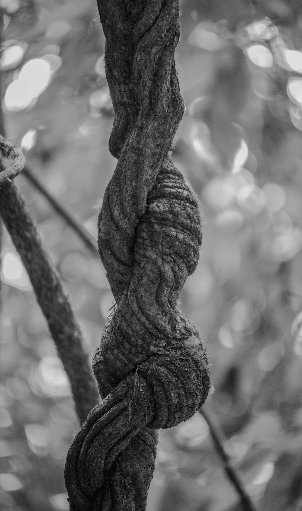 une corde suspendue à un arbre