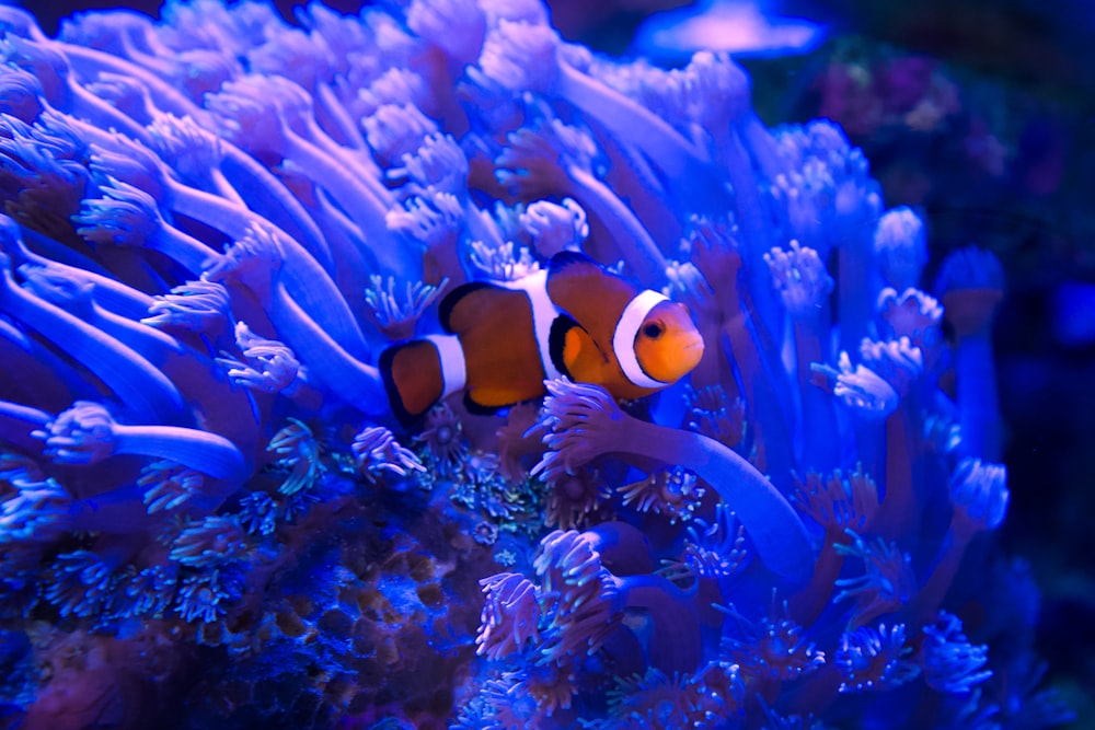 Un pez payaso naranja y blanco en un acuario