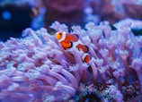 Sacrophyton et poissons clown