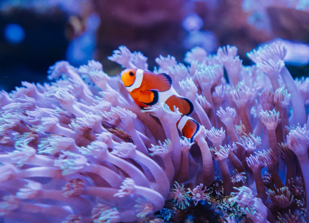 two clown fish swimming in an aquarium