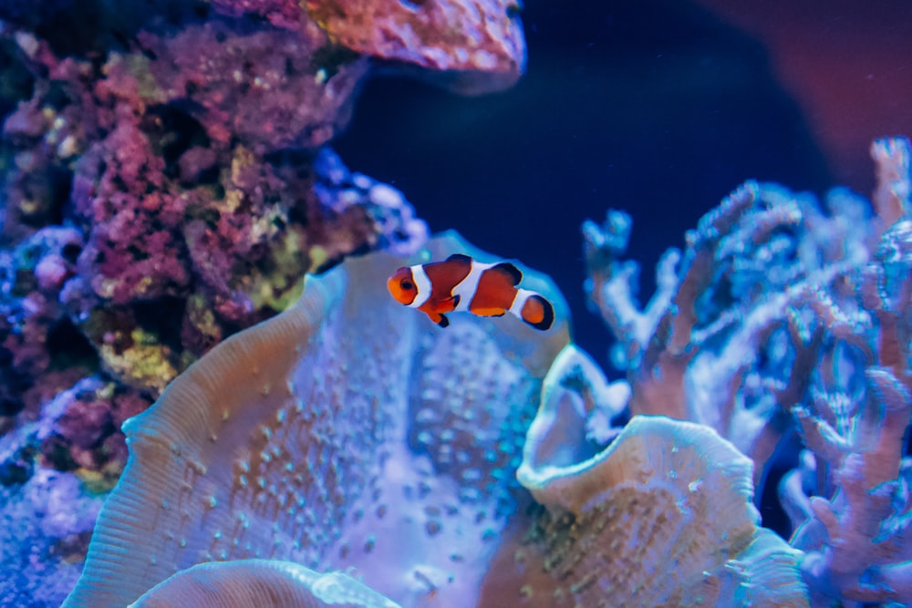 an orange and white clown fish in an aquarium