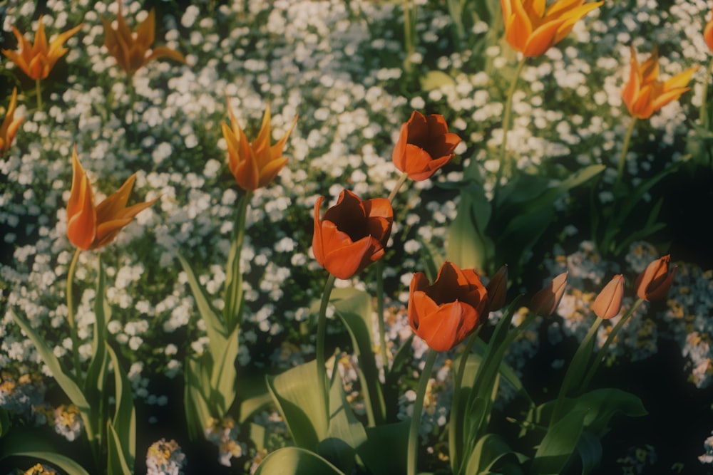 a bunch of orange and white flowers in a field