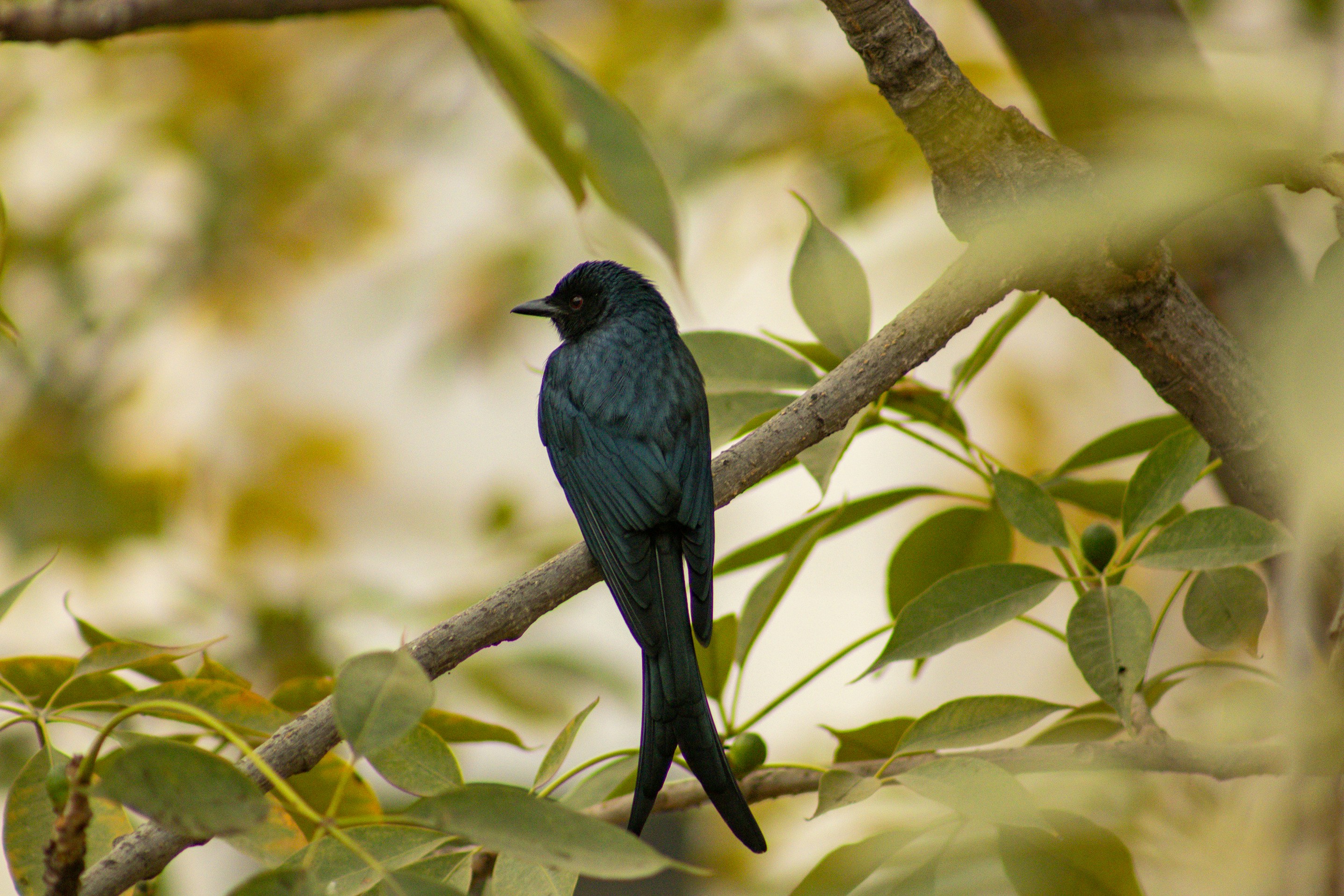 Photo by prabhatsaurav