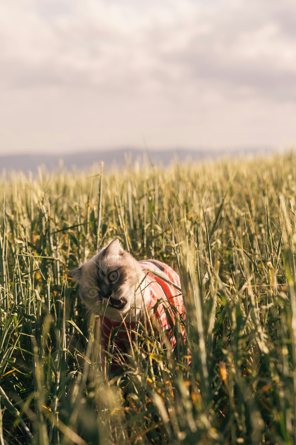 a cat laying in the middle of a field