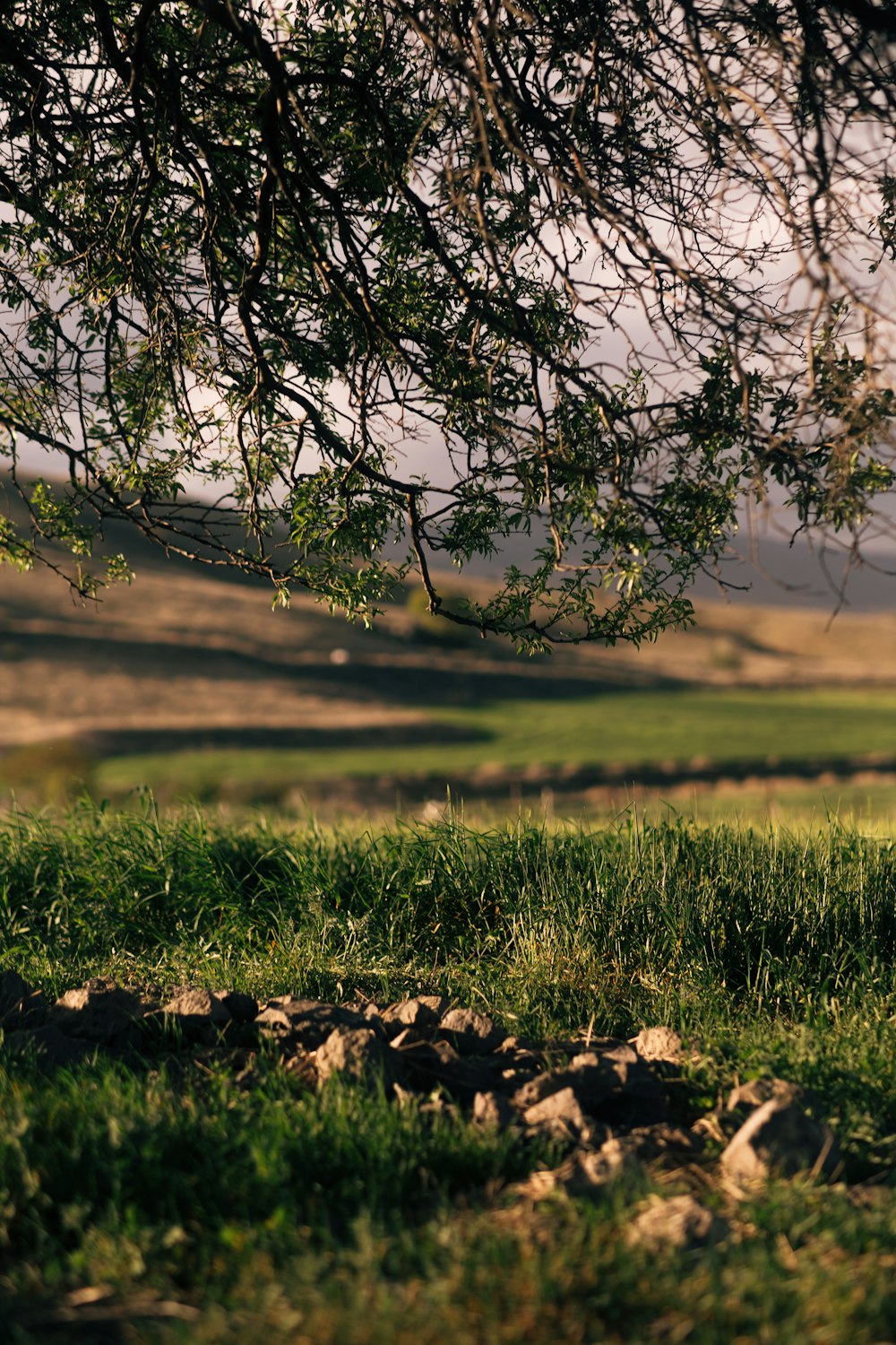 a sheep standing under a tree in a field