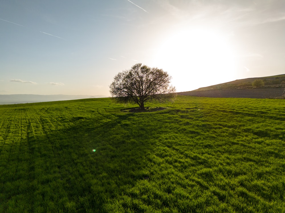 a lone tree in a field of green grass