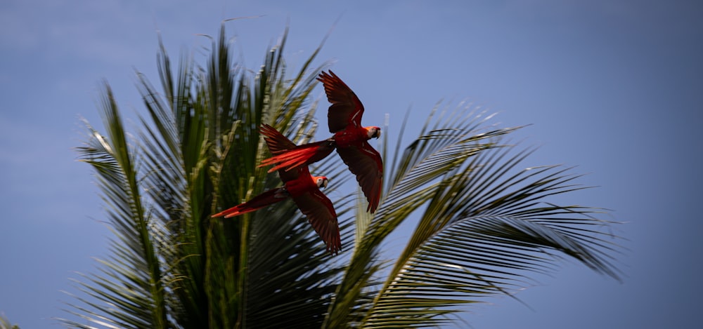 two red birds flying over a palm tree