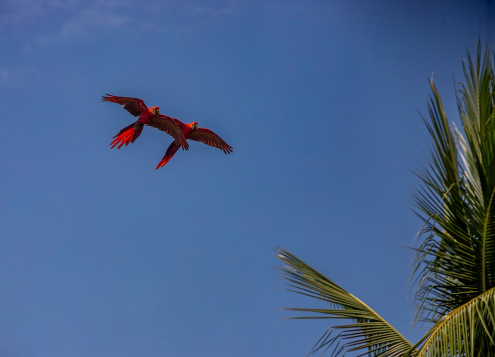 a red bird flying over a palm tree