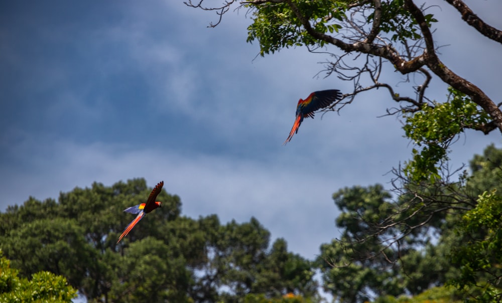 Dos loros volando en el aire cerca de los árboles