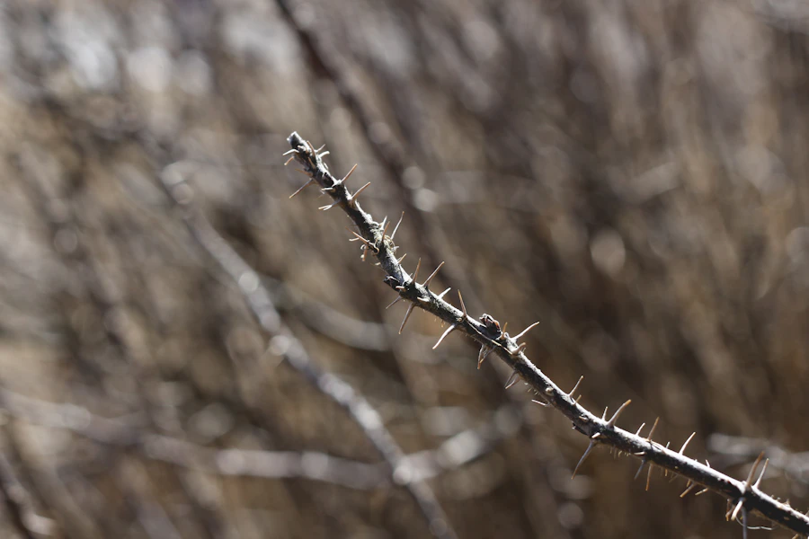A close-up of a thorny branch growing in a field