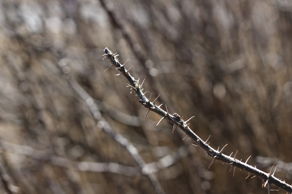 a close up of a thorny branch in a field