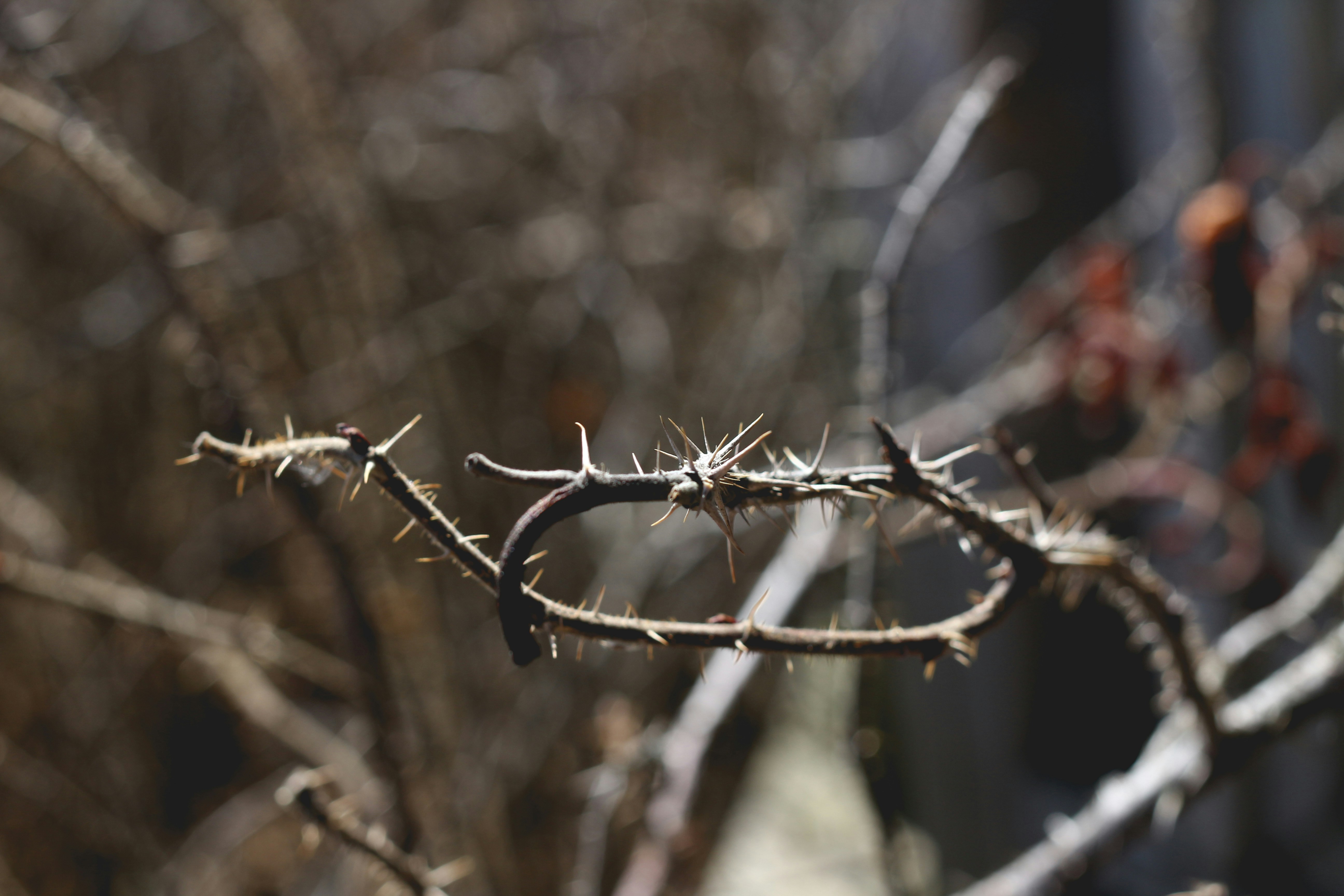 a close up of a thorny tree branch