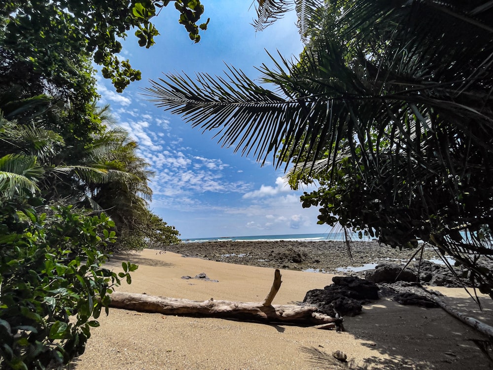 a log laying on top of a sandy beach