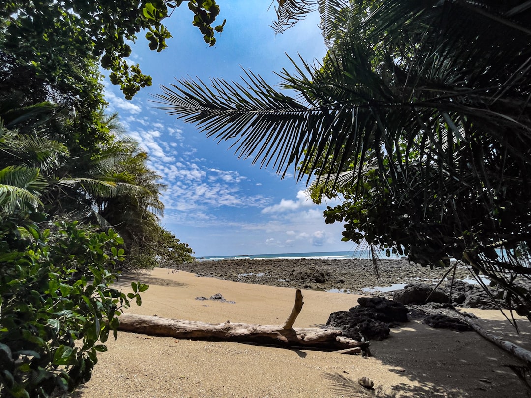 The image showcases a tranquil tropical beach scene, with the clear blue sky above and palm fronds framing the top. Driftwood lies across the sandy beach, leading to the rocky outcropping that meets the sea, creating a picturesque natural landscape.