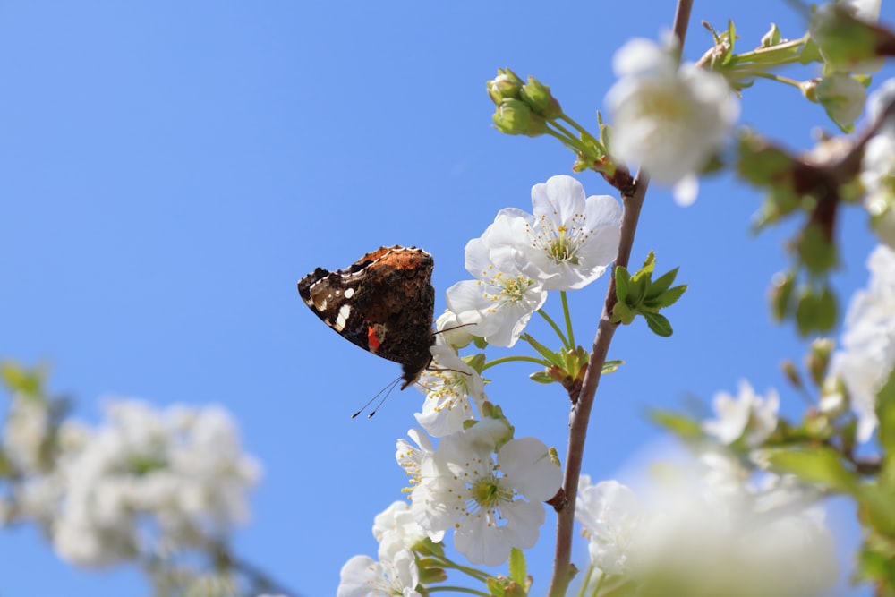 a butterfly sitting on top of a white flower