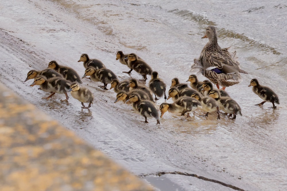 a flock of ducks walking across a body of water