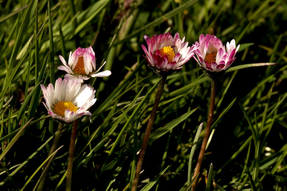 three pink and white flowers in the grass