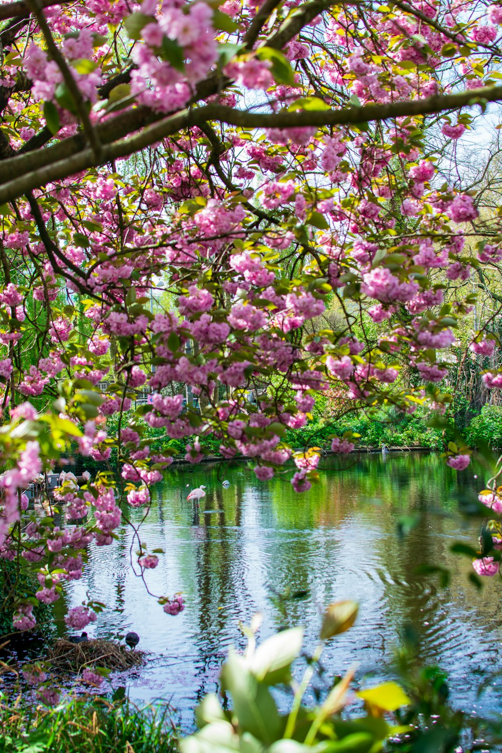 a pond filled with lots of water surrounded by pink flowers