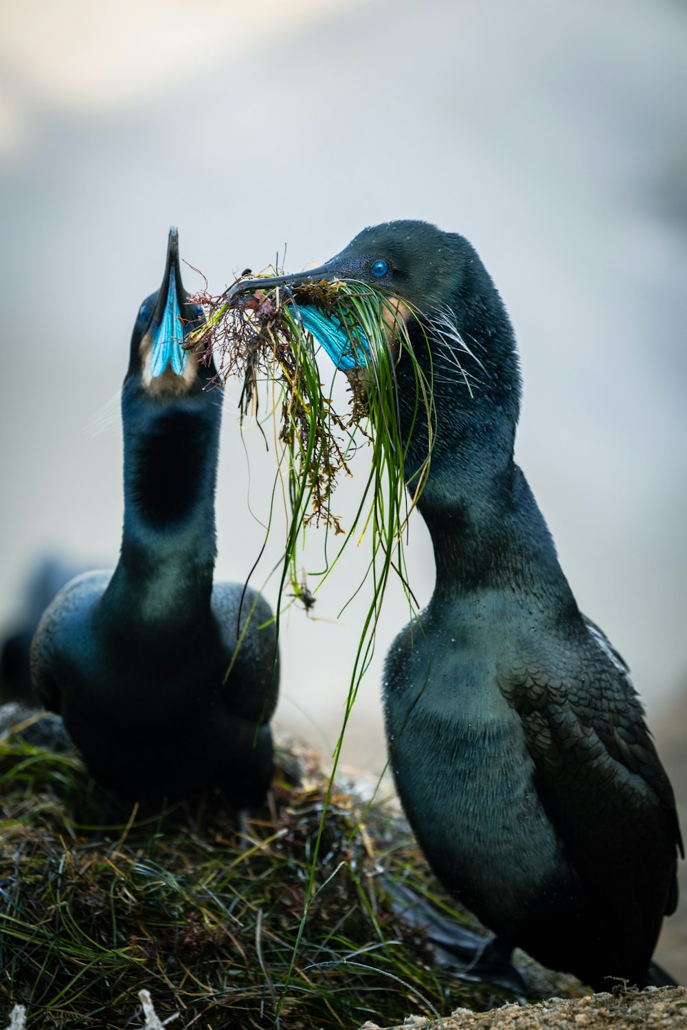 a couple of birds sitting on top of a pile of grass