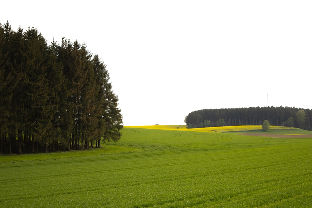 a green field with trees in the distance