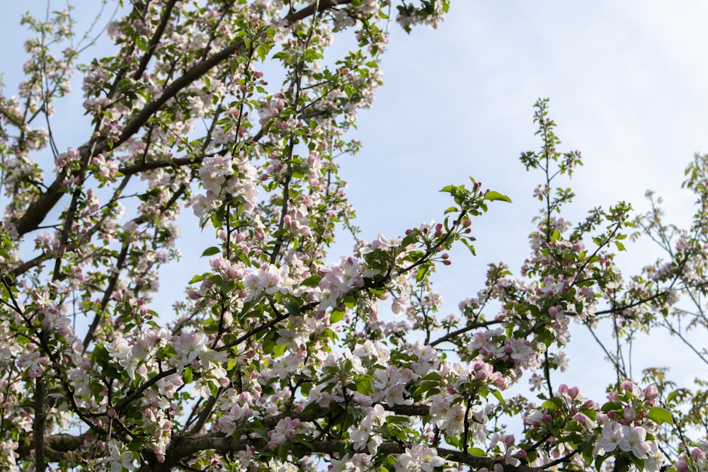 a tree filled with lots of white and pink flowers