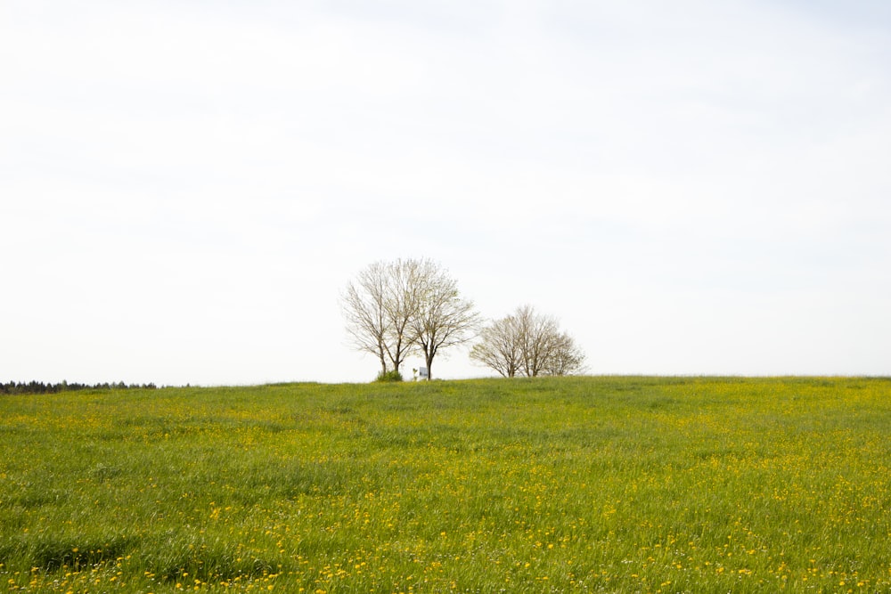 a grassy field with two trees in the distance