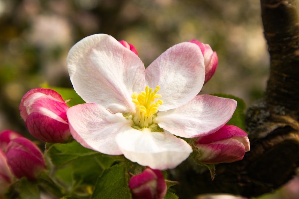 a close up of a flower on a tree