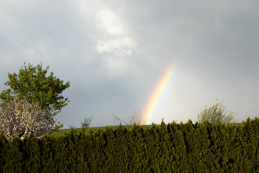 ein Regenbogen am Himmel über einer Hecke