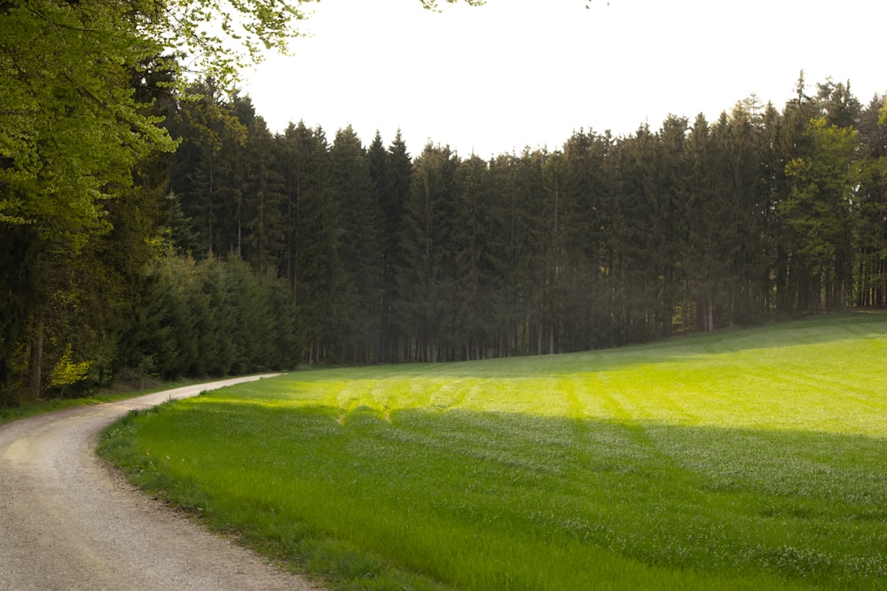 uma estrada de terra no meio de um campo verde exuberante