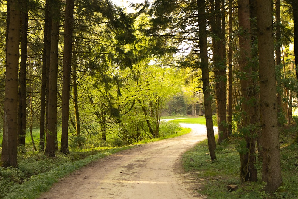 ein Feldweg mitten im Wald