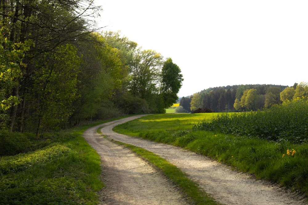 a dirt road in the middle of a lush green field