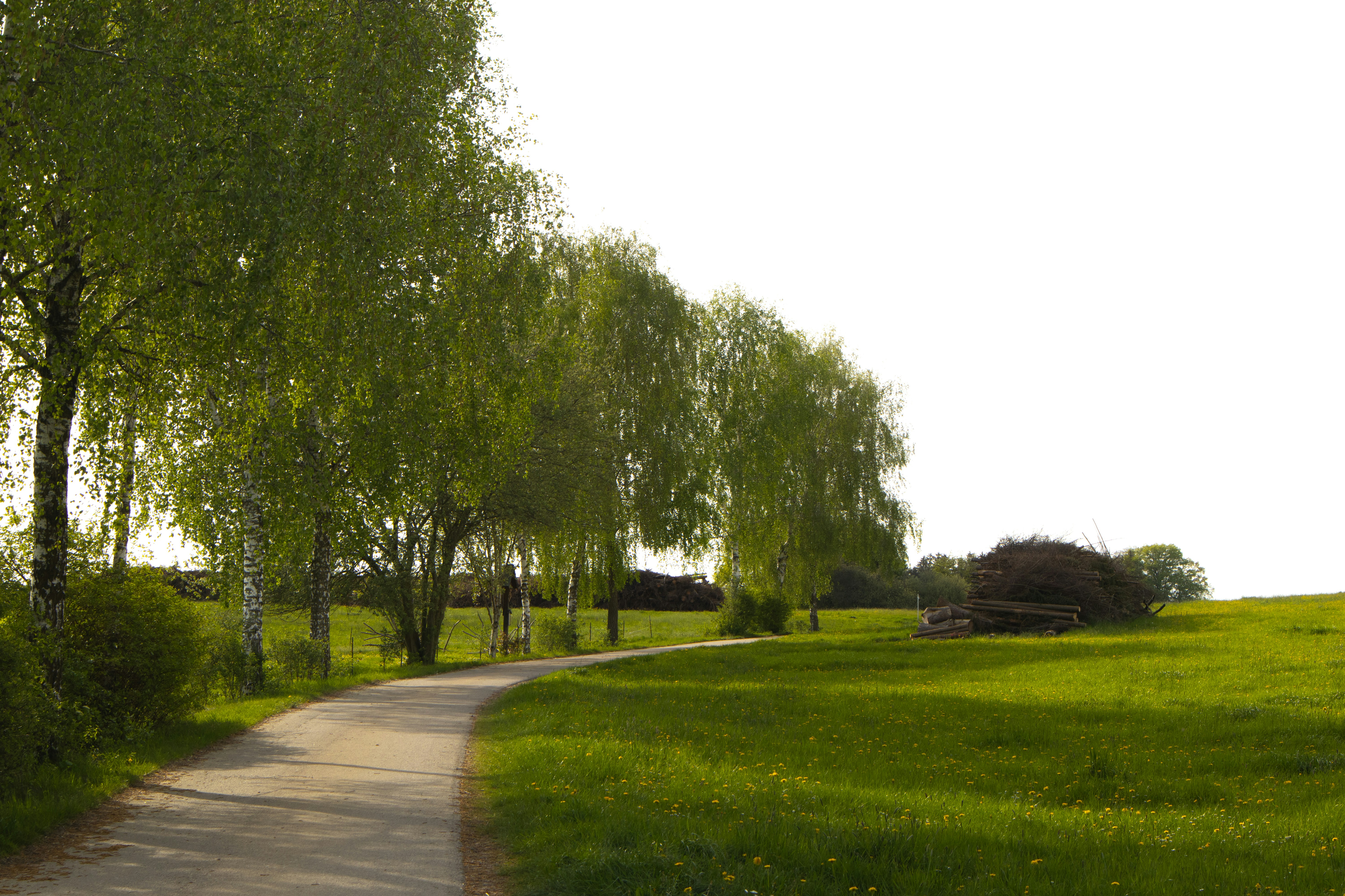 Photo by marko_lengyel