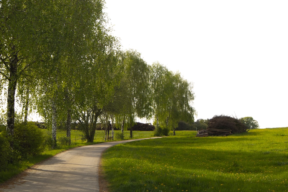 a tree lined path in a grassy field