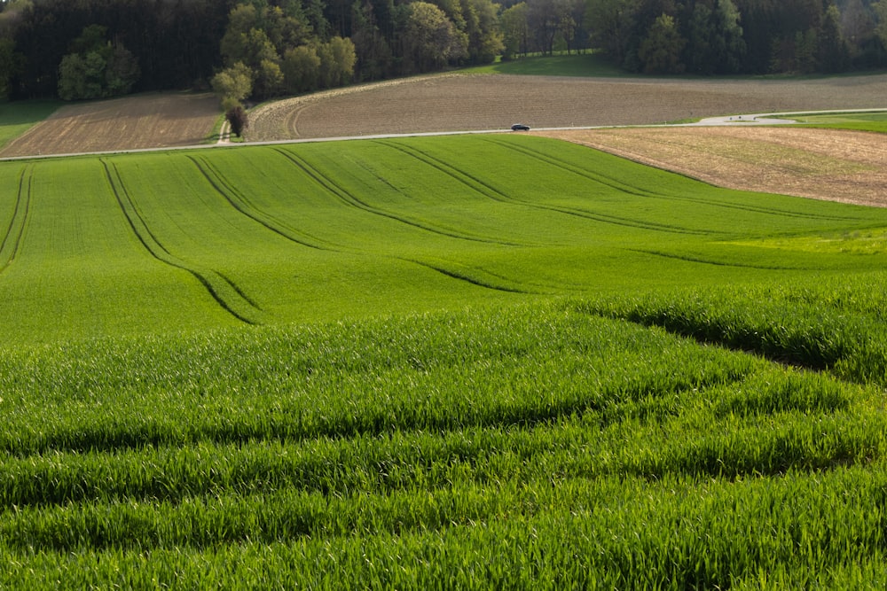 um grande campo de grama verde com árvores no fundo