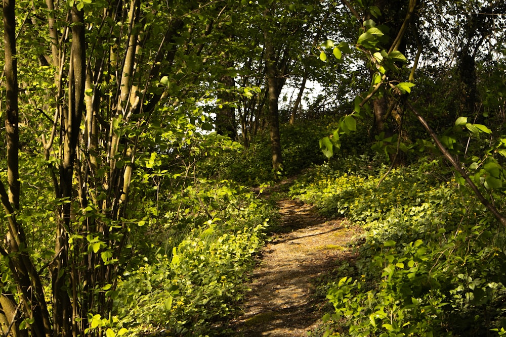 um caminho através de uma floresta com muitas árvores