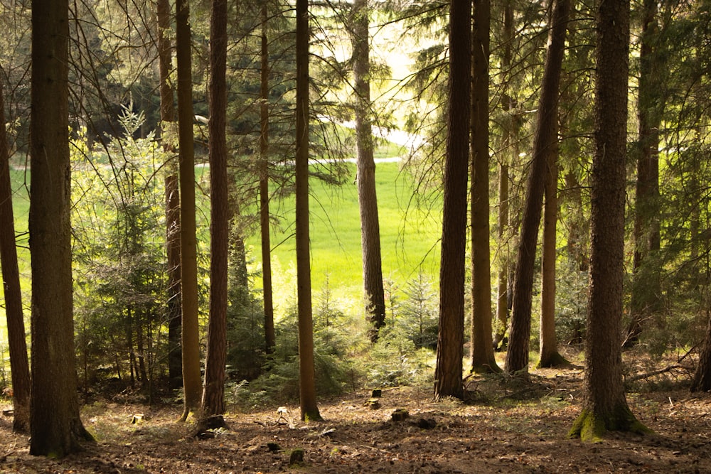 Un campo verde en medio de un bosque