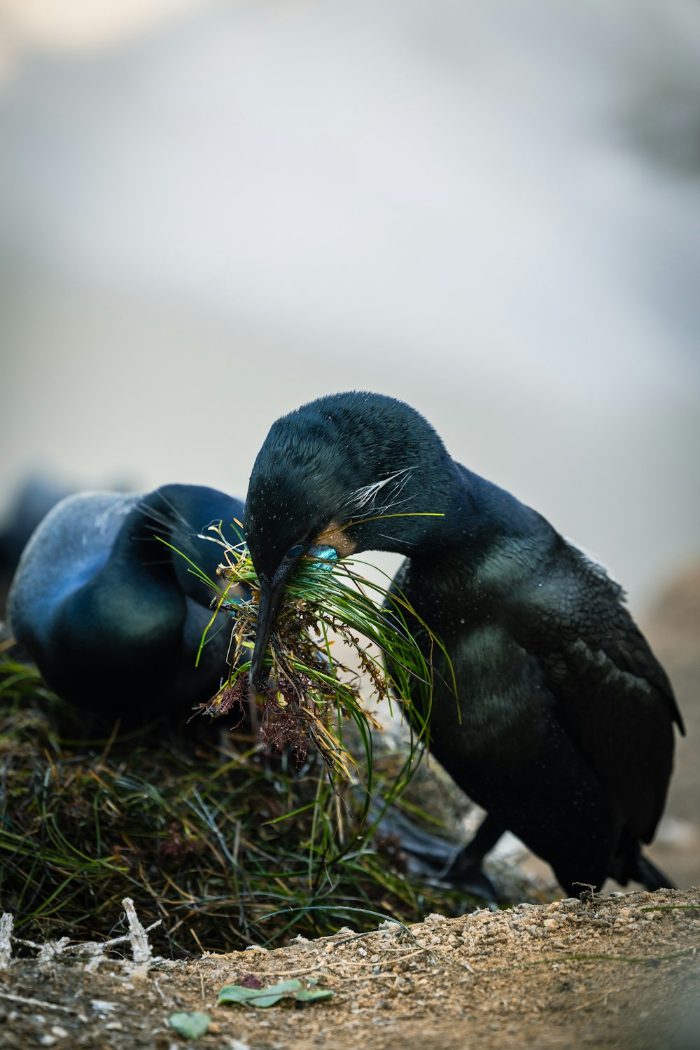 a couple of black birds sitting on top of a pile of grass