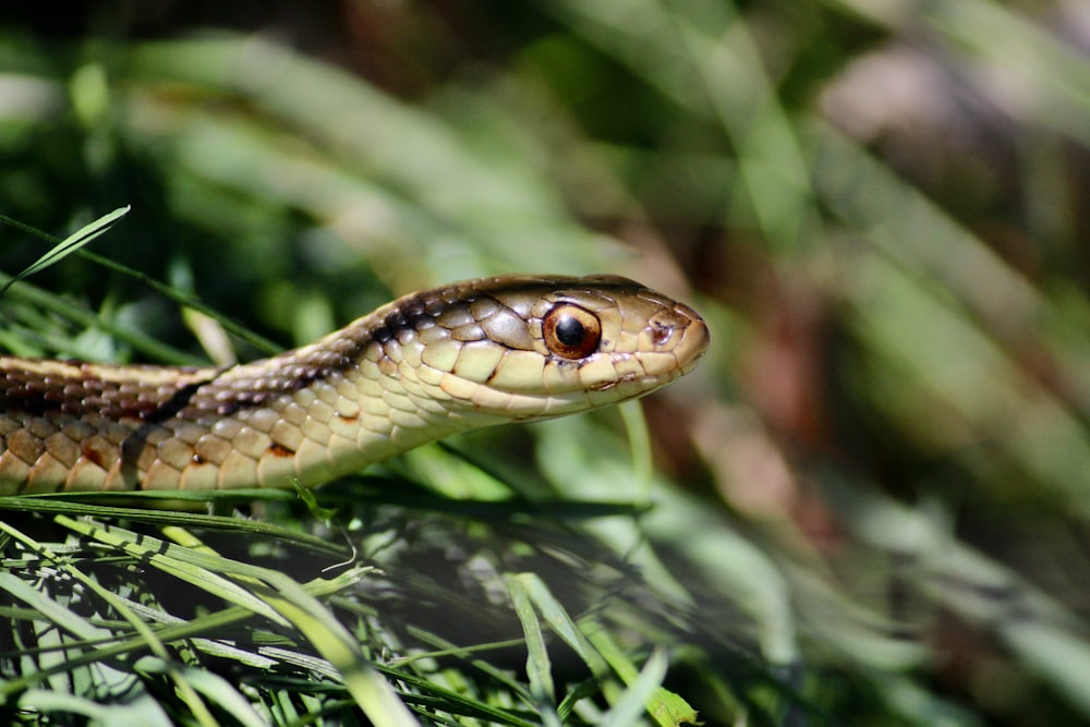 a close up of a snake in the grass