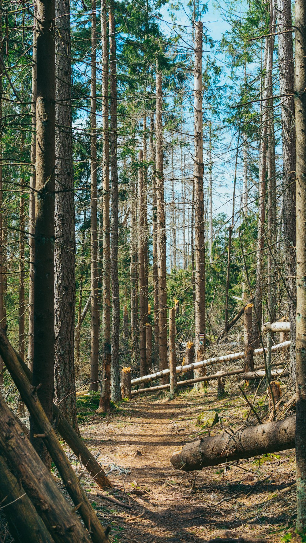 a dirt path in the middle of a forest