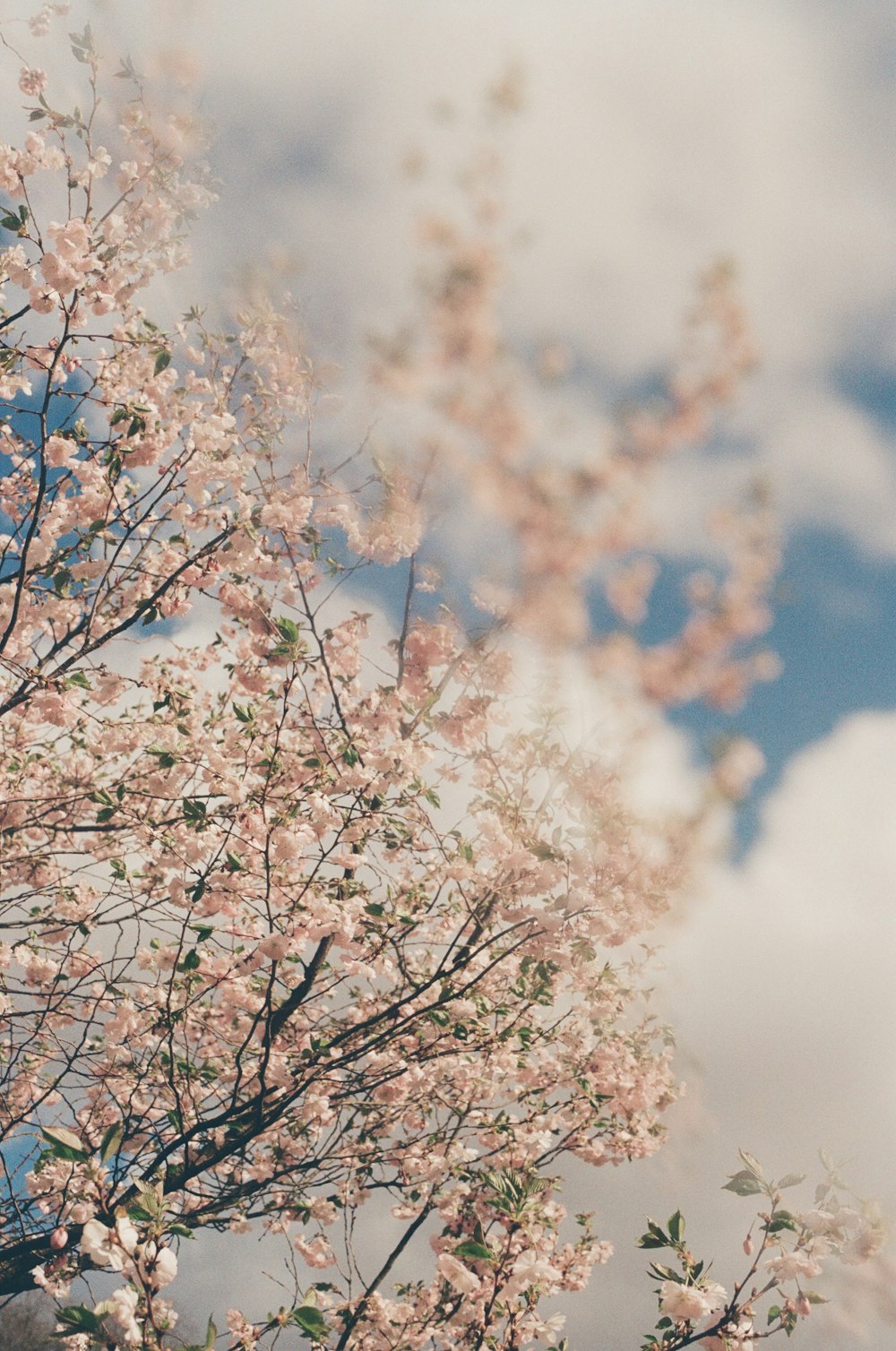 a tree with pink flowers in the foreground and a cloudy sky in the background