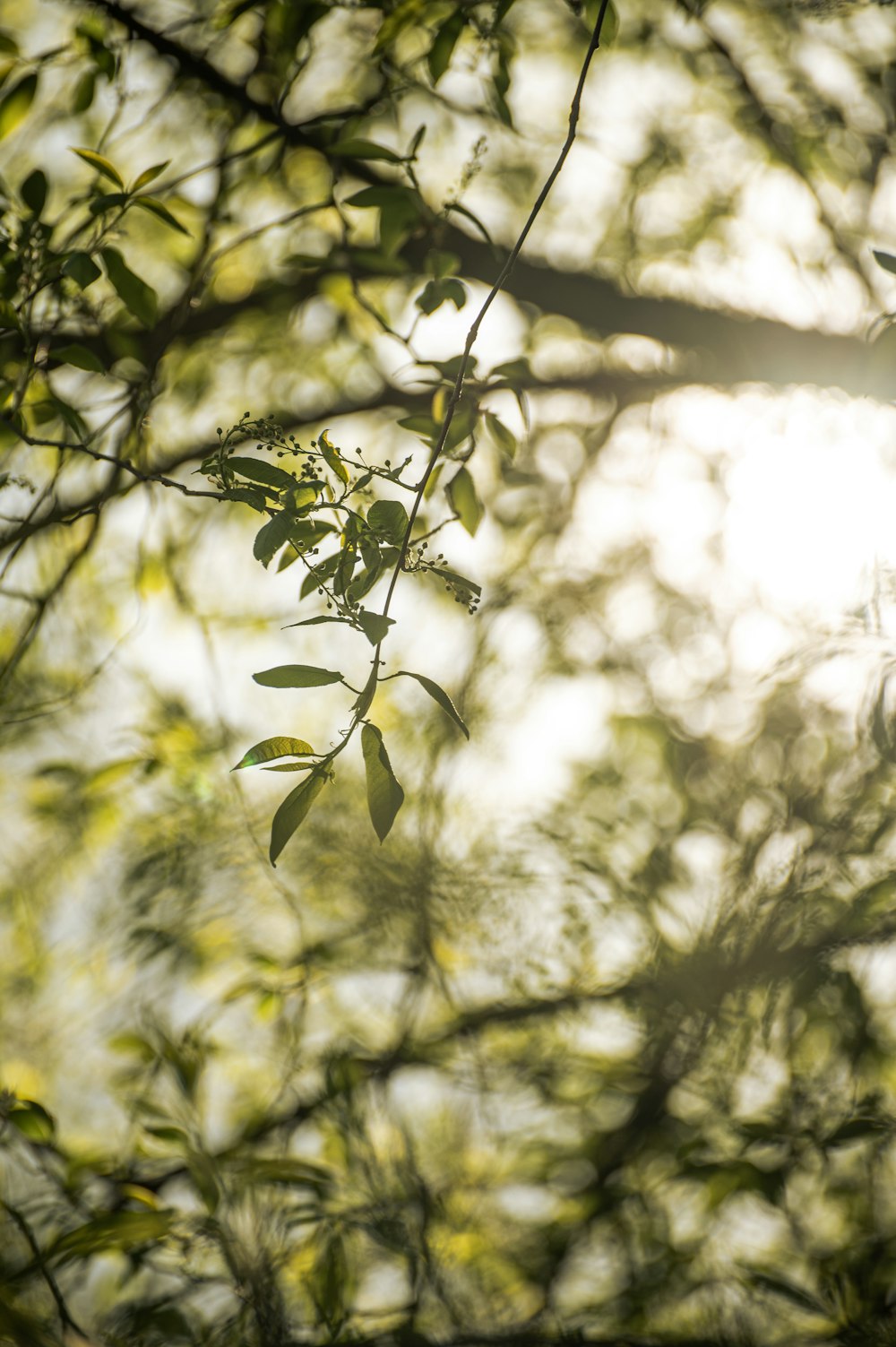 the sun shines through the branches of a tree