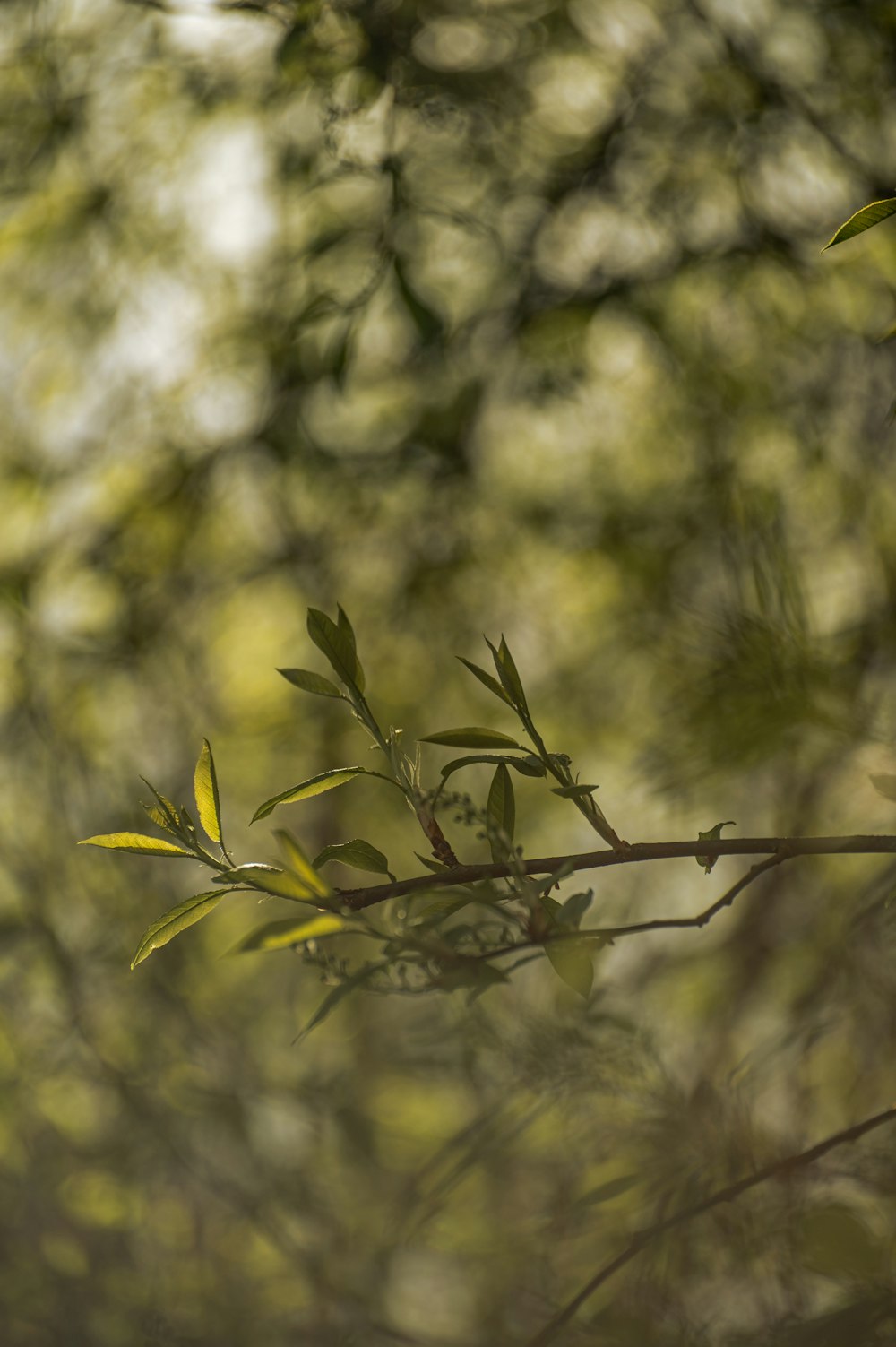 a small bird perched on a branch of a tree