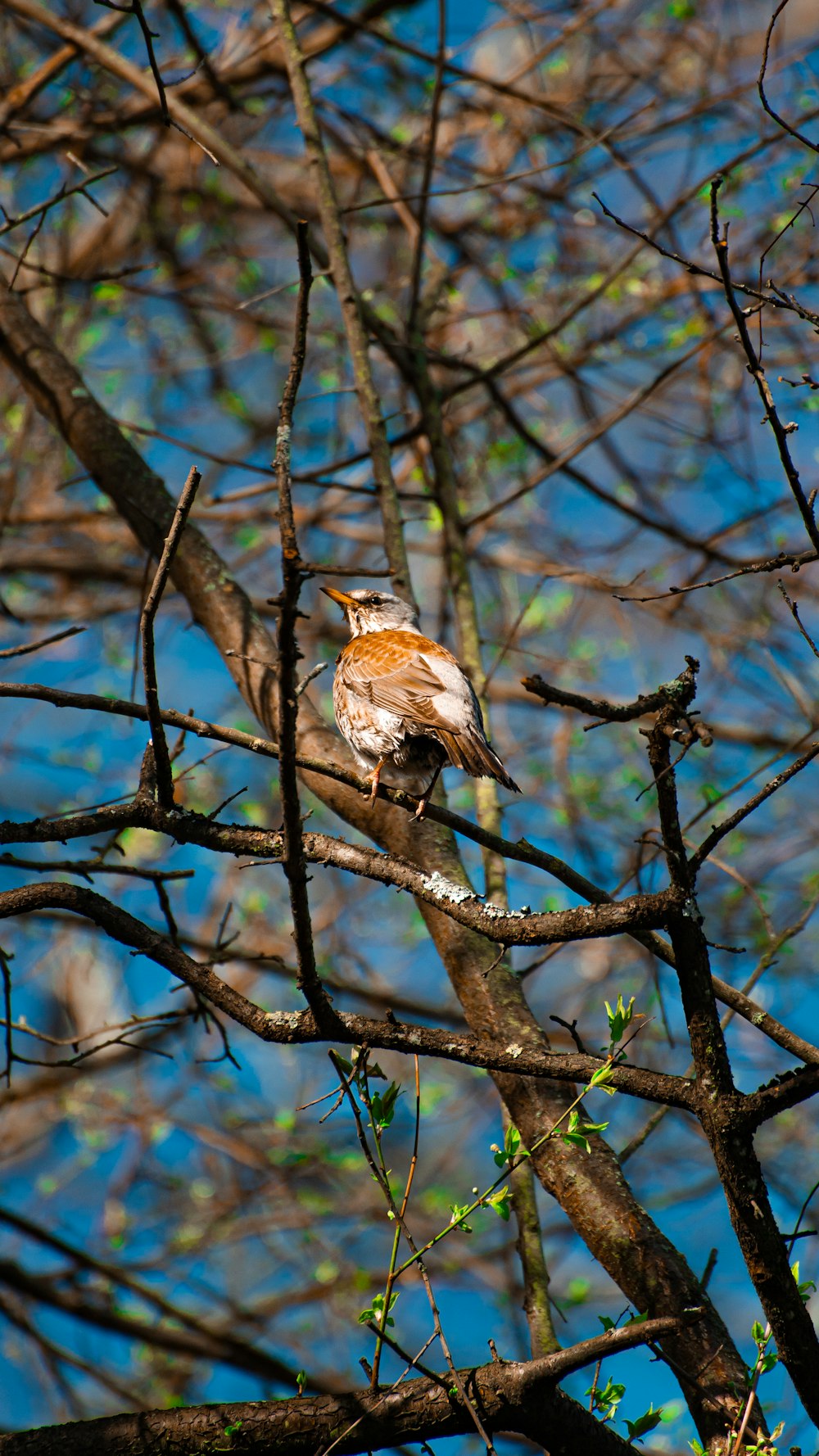 a bird perched on a branch of a tree